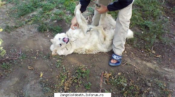 tot fram (nume de alint: frumo, patratzel, patzalush  etc :)  :zzz:  ) catelusa mea si sora mea