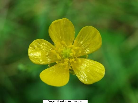 Natura - Casiana - ...:::Fotografia Noastra:::...