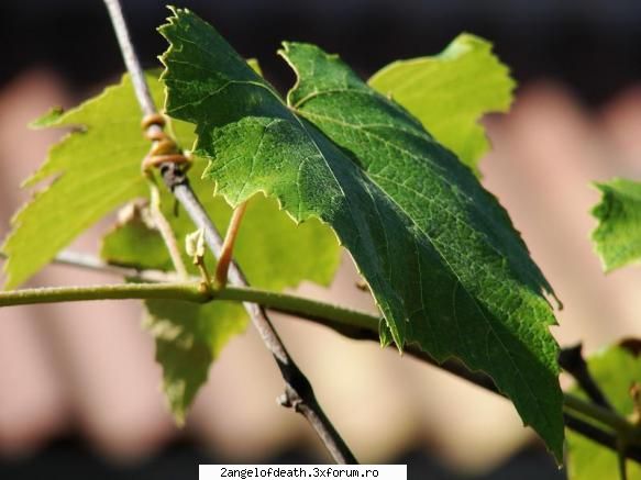 Natura - vita-de-vie(cred) - ...:::Fotografia Noastra:::...