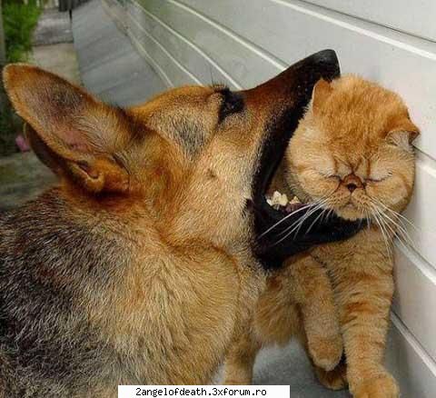 Poze Haioase - Casiana - ...:::Funny:::...