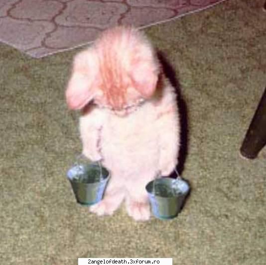 Poze Haioase - nu mai pot...departe a fost fantana asta =D - ...:::Funny:::...