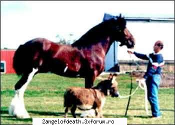 Poze Haioase - n-a avut bani sa cumpere si magar mare :))) - ...:::Funny:::...